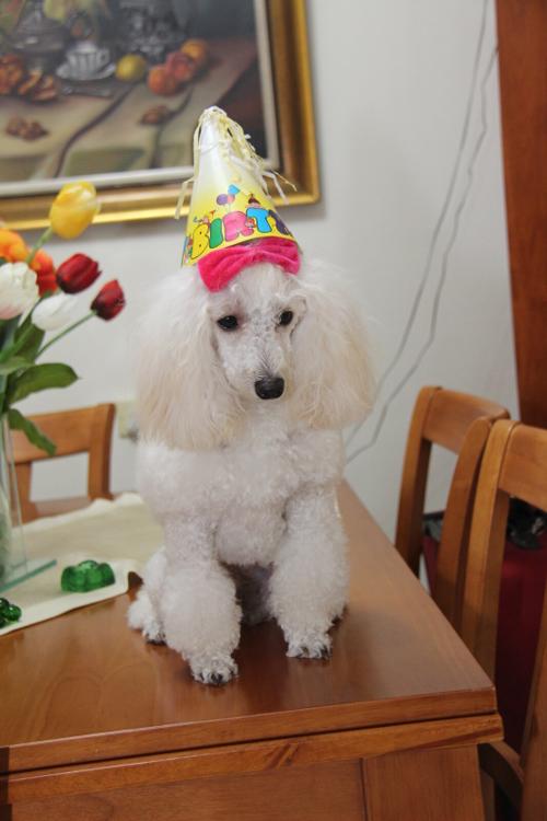 Nina Weissman, Birthday Party 1