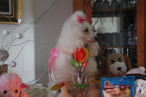 Nina Weissman, Birthday Party 3