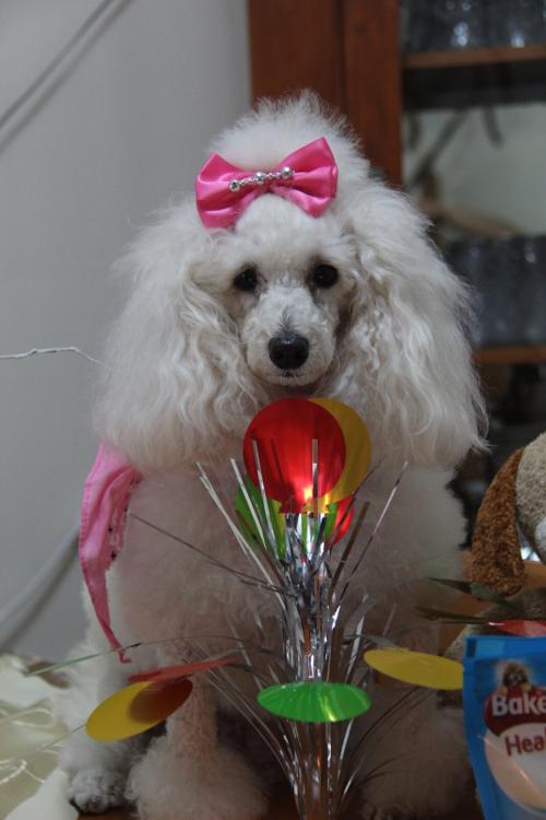 Nina Weissman, Birthday Party 3