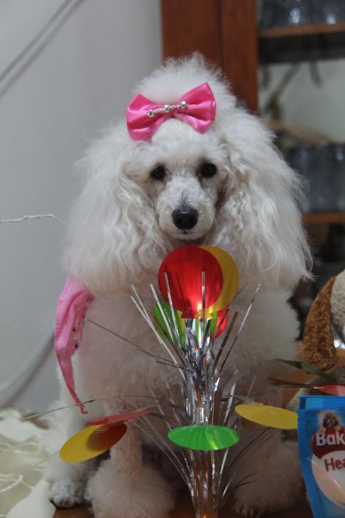 Nina Weissman, Birthday Party 3